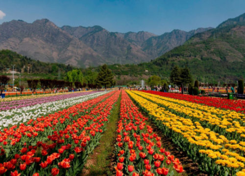 Tulip Festival Kashmir Tour