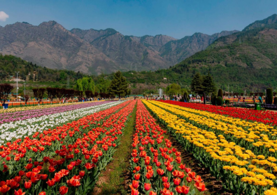 Tulip Festival Kashmir Tour