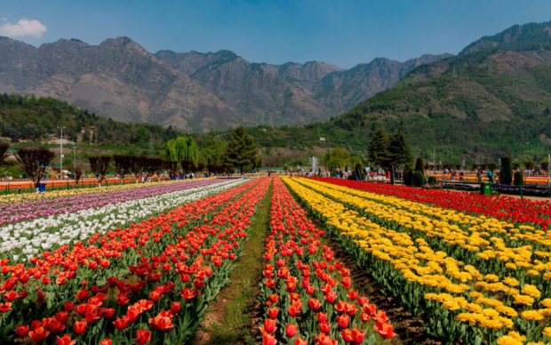 Tulip Festival Kashmir Tour