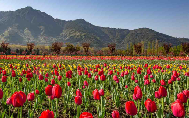 Kashmir - Tulip Festival